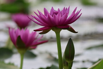 Obraz premium pink water lily