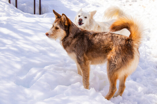husky dog portrait