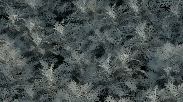 Frosty Leaf Plant Background in 4K Detail