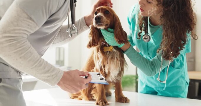 Veterinarian nurse and dog spaniel clinic exam checkup. Friendly pet care and health evaluation by skilled veterinary team with stethoscope and gloves at the table. Clear pet health care concept.
