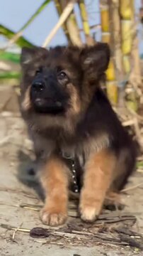 "Cute German Shepherd puppy sitting on a rocky ground"