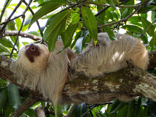 Fototapeta premium Two-toed sloth in Costa Rica - Choloepus