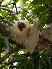 Fototapeta premium Two-toed sloth in Costa Rica - Choloepus