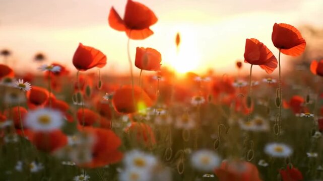 A field of vibrant red poppies and daisies growing in a field. Beautiful sunlight shining trough the flowers. Spring flowers moving in the wind