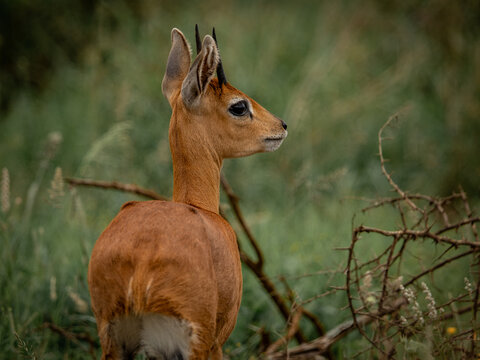 Steenbok antelope in savanna, Kruger National Park South Africa wildlife