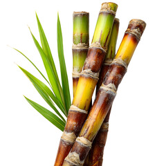 Fototapeta premium Fresh sugarcane for sugar production isolated background