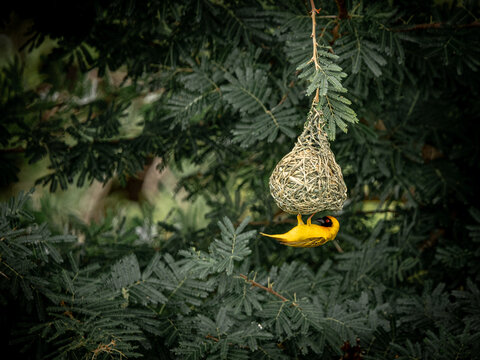Southern masked weaver building nest in tree, Kruger National Park South Africa