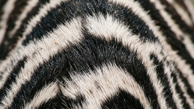 zebra macro close up texture animation locked-off camera video
