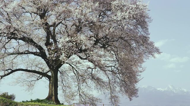 わに塚の一本桜