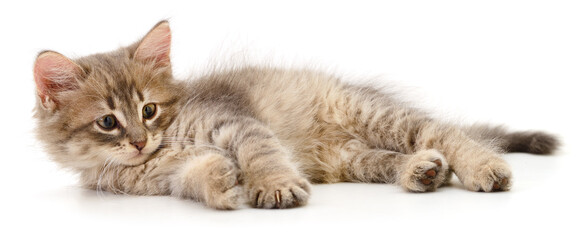 Cute small grey kitten lying and looking at camera isolated
