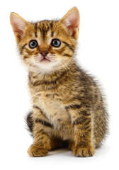 Fototapeta premium Small tabby kitten sitting and looking at camera isolated