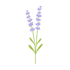 Obraz premium Lavender Flower Stem Flat Vector Botanical Illustration 