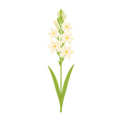 Fototapeta premium White Hyacinth Flat Vector Botanical Illustration 
