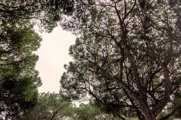 Włoskie pinie © Grzegorz Polak