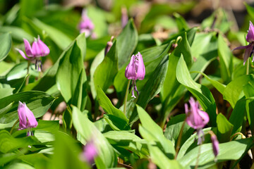 Obraz premium カタクリの花