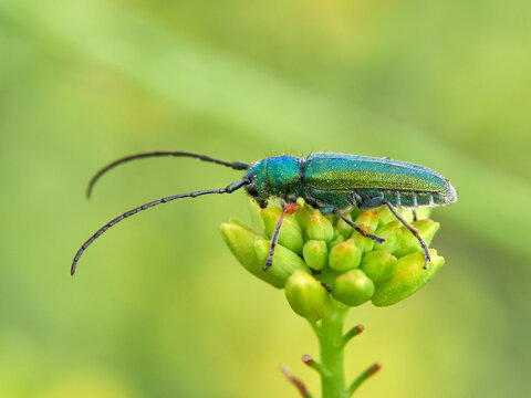 Phytoecia caerulea on a flower. It is a species of beetle in the family Cerambycidae