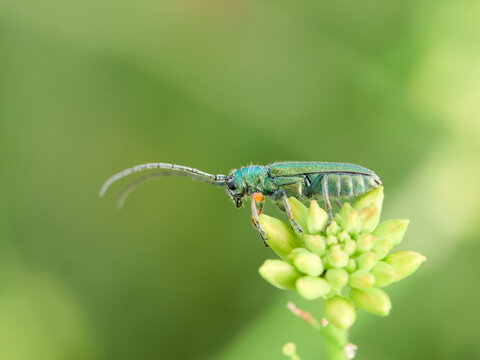 Phytoecia caerulea on a flower. It is a species of beetle in the family Cerambycidae