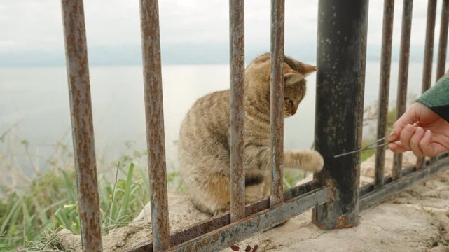 Female hands play with the homeless cat through the fence bars against the backdrop of the sea from above, the cat scratches her.