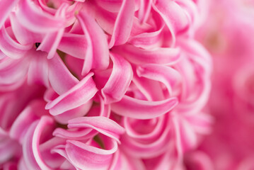 Obraz premium 8 March greeting card. mother's day, International Women's Day congratulate Holiday background celebration concept. Pink hyacinth bouquet