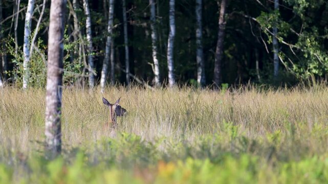 Red deer hind listening, defecatin gand eating grasses while walking among tall grass in a clearing at the edge of a forest. Cervus elaphus, Betula, Loiret 45, r&eacute;gion Centre, France, Europe