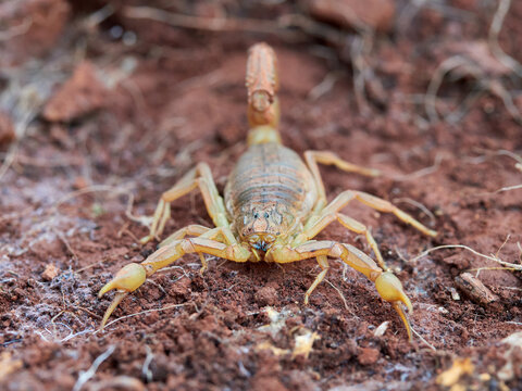 Yellow scorpion in a natural environment. Genus Buthus