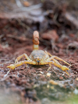 Yellow scorpion in a natural environment. Genus Buthus