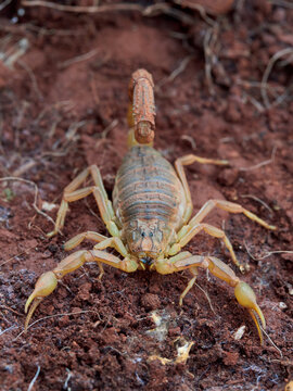 Yellow scorpion in a natural environment. Genus Buthus
