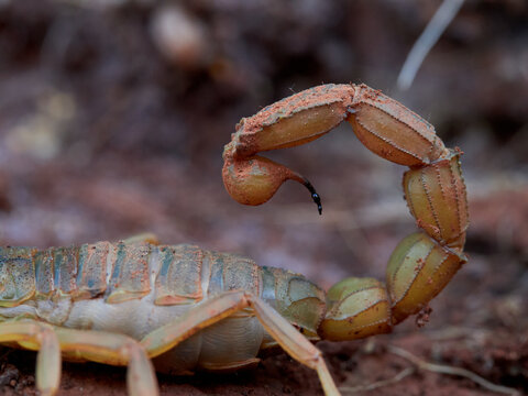 Yellow scorpion in a natural environment. Genus Buthus