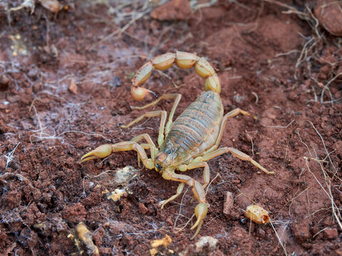 Yellow scorpion in a natural environment. Genus Buthus