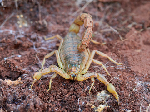 Yellow scorpion in a natural environment. Genus Buthus