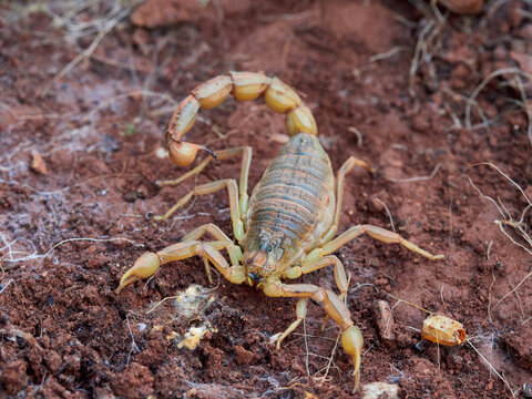 Yellow scorpion in a natural environment. Genus Buthus