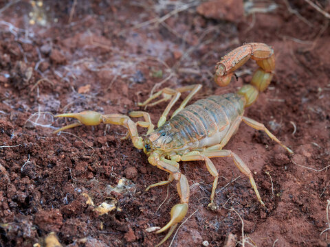 Yellow scorpion in a natural environment. Genus Buthus