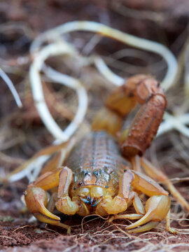 Yellow scorpion in a natural environment. Genus Buthus