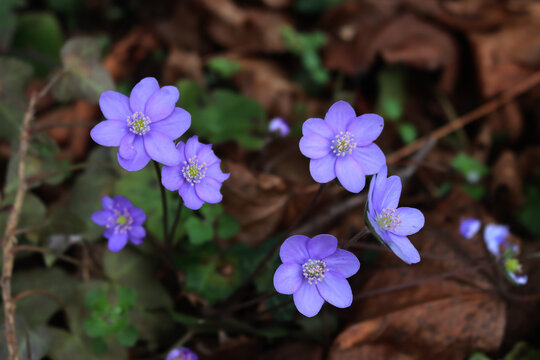 Bunch of small violet liverleafs on springtime. Hepatica nobilis flowers