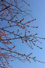 Fototapeta premium Pink Peach flowers on branches. Peach tree in bloom against blue sky in springtime. Prunus persica