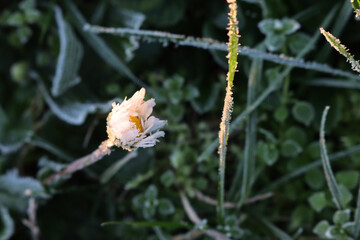 Close-up of frost on yellow and white Common daisy flower. Bellis perennis plant in winter  © saratm