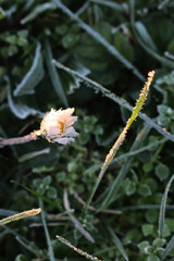 Close-up of frost on yellow and white Common daisy flower. Bellis perennis plant in winter  © saratm