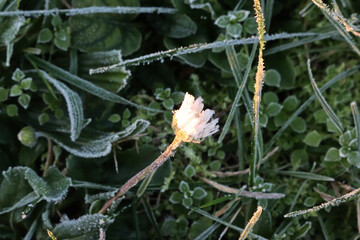 Close-up of frost on yellow and white Common daisy flower. Bellis perennis plant in winter  © saratm