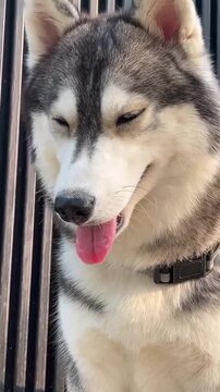 Purebred Siberian Husky with blue eyes and pink tongue out.