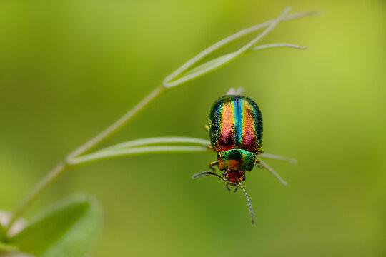Dead-nettle Leaf Beetle  (Chrysolina fastuosa)