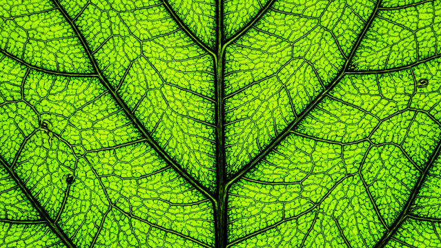 Green leaf veins macro texture background