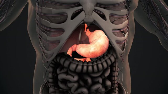 Human stomach anatomy 3d animation