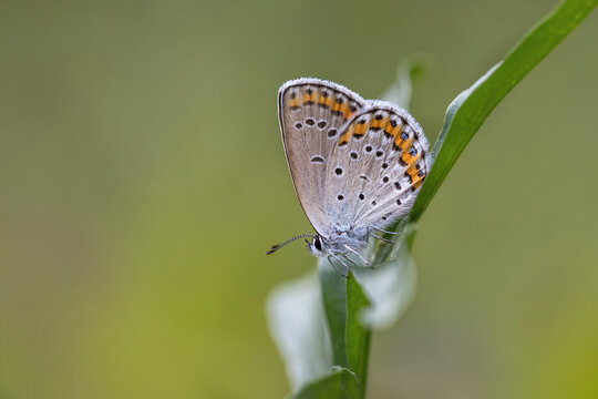 Rare butterfly Reverdin's blue, Plebejus argyrognomon.