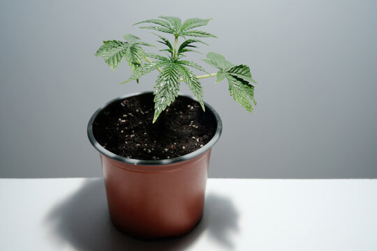 Medical cannabis propagation concept with young rooted cutting in a pot