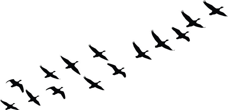 Silhouette of a flock of wild geese flying in V formation against a white background, perfect for minimalist vector designs, nature-themed illustrations and clean graphics.