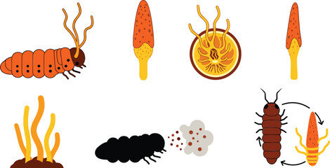 Cordyceps fungus lifecycle illustration set with infected insect spores growth stages and parasitic fungi biology elements collection © MdAbuSayed