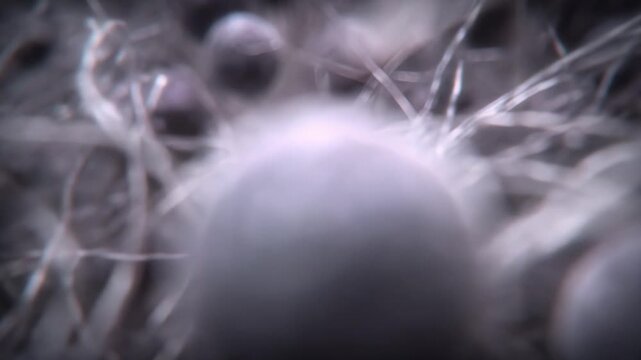 Microscopic view of intricate biological fibers forming a network, with numerous spherical cellular organisms nestled within, creating an abstract scientific texture