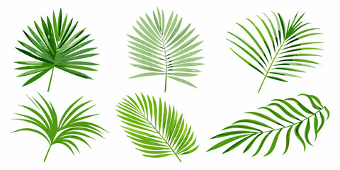 Collection of vibrant green tropical palm leaves on a white background © Tithi