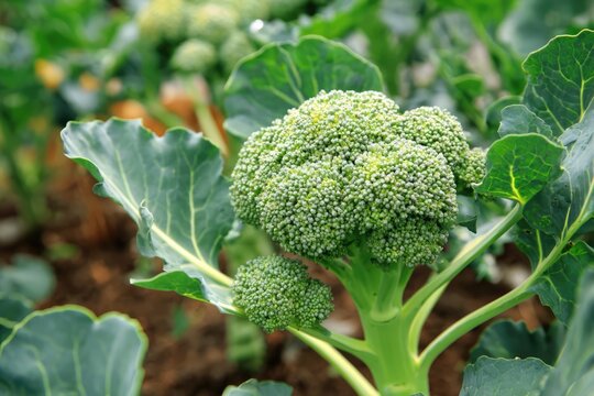 Fresh broccoli growing in a garden with vibrant green leaves.