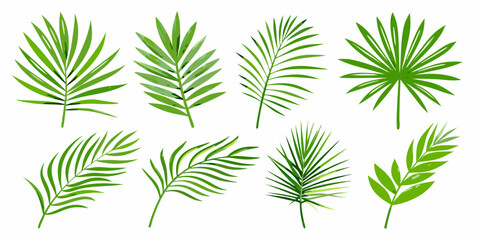 Collection of vibrant green tropical palm leaves on a white background © Dipu
